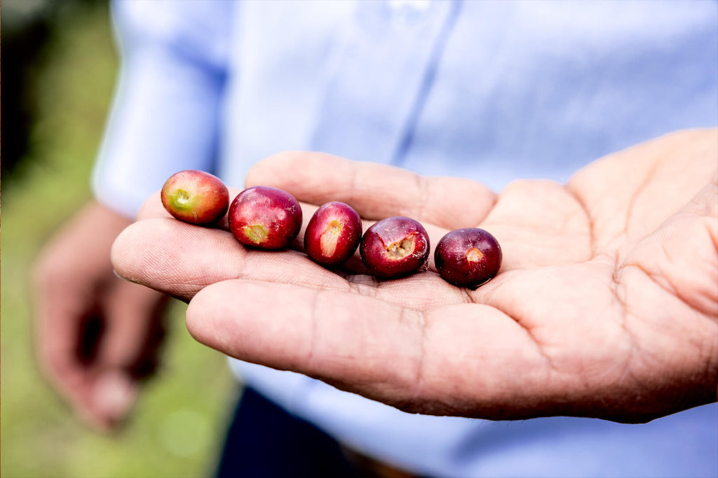 Coffee Is Produced By People Not Plants Standart coffee-is-produced-by-people-not-plants-standart