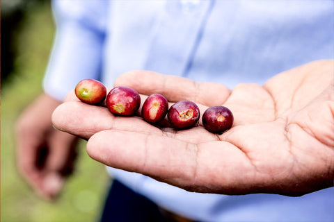 Coffee is produced by people, not plants