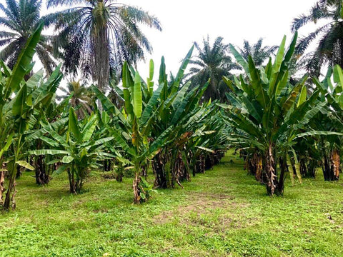 Abaca filters in Ecuador win top prize