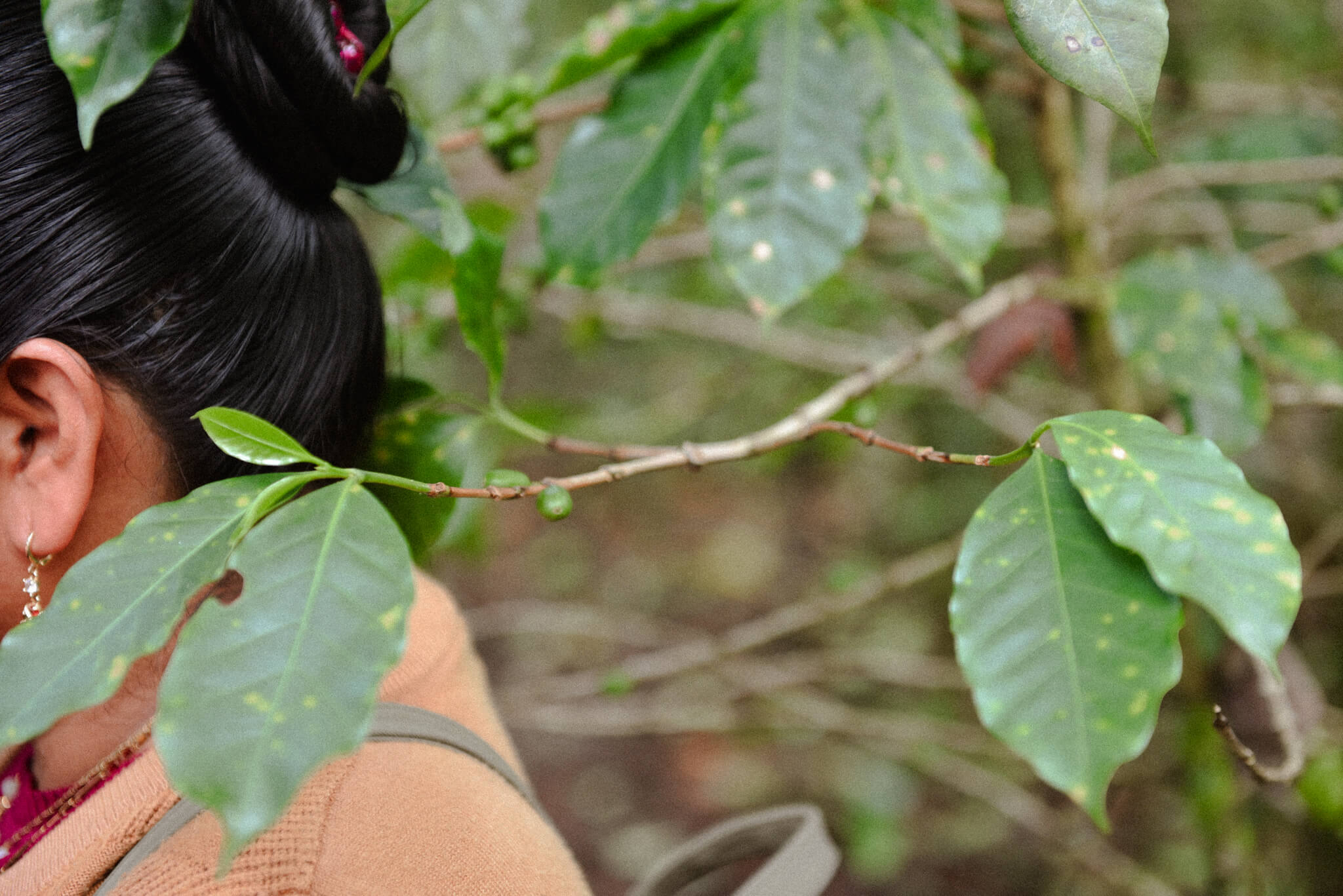 Thread and cherry: Women’s labour in the Chiapan highlands