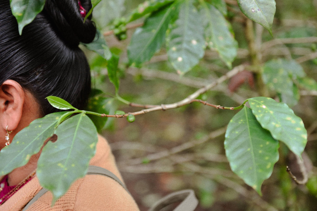 Thread and cherry: Women’s labour in the Chiapan highlands