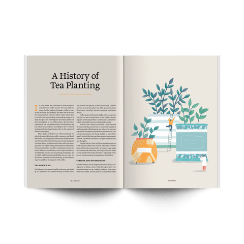 Article in Standart magazine about history of tea planting with words by Mike Riley and illustrations by Lorna Jameson