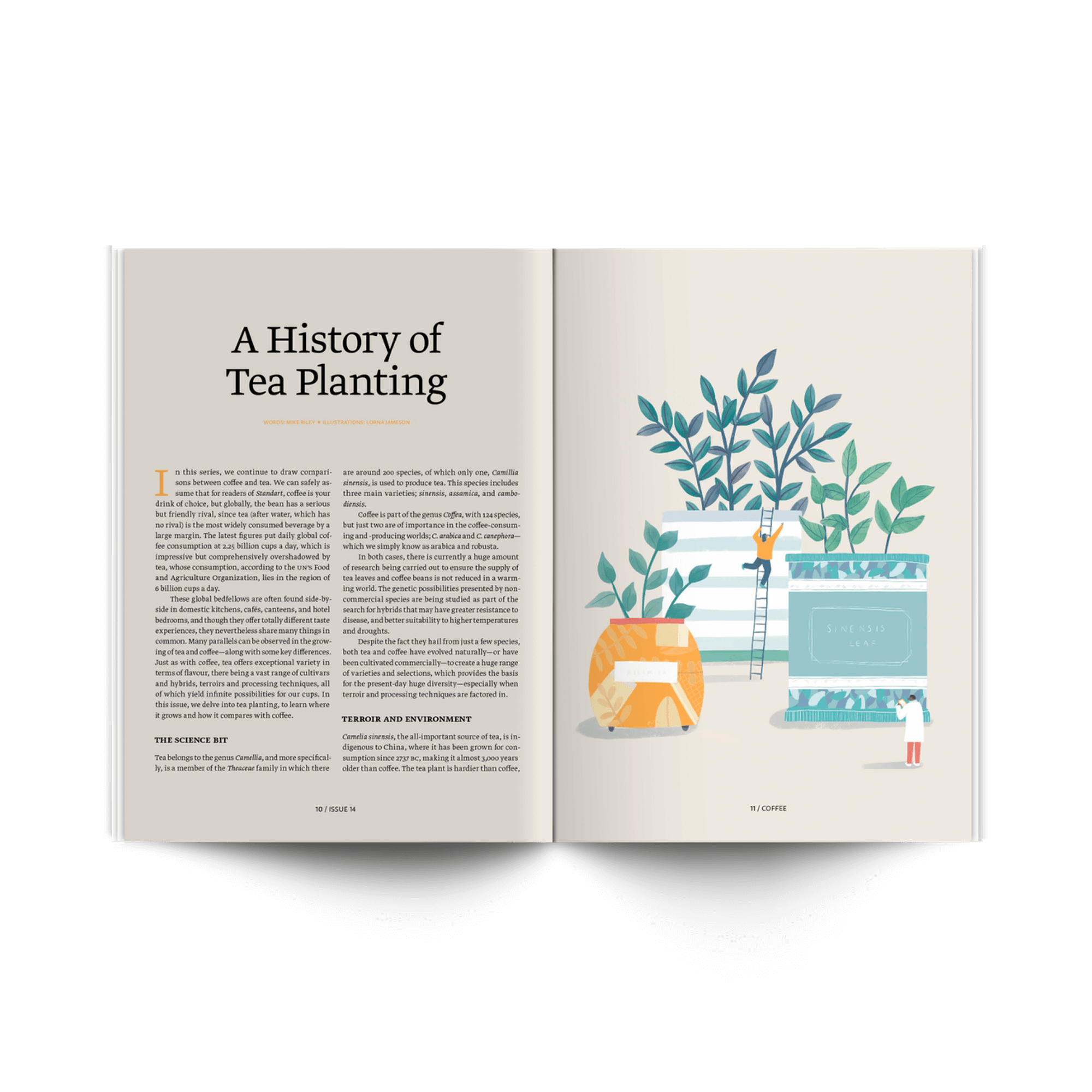 Article in Standart magazine about history of tea planting with words by Mike Riley and illustrations by Lorna Jameson